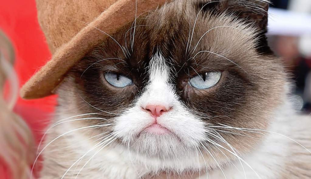 El gato gruñón de los memes ganó una suculenta demanda Headbang