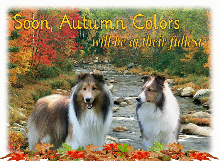 Sheltie Puppy Growth Chart