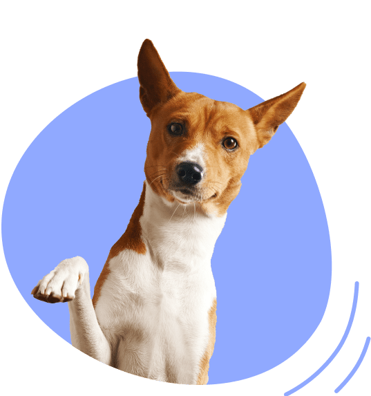 Private Dog Trainer Edinburgh Head Start Dog Training