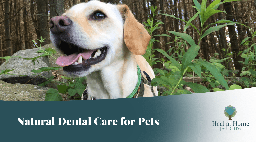 Natural Dental Care for your Pet Heal at Home Pet Care