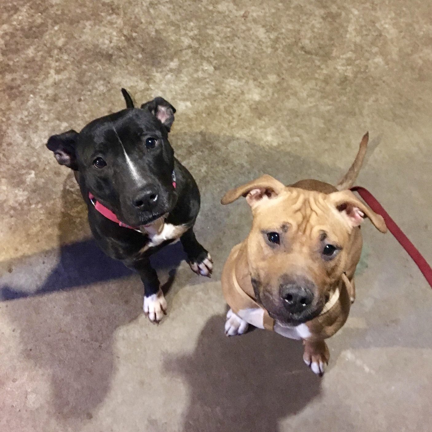 Advocating for Change at the Waterbury, CT Pound HEAL Foundation