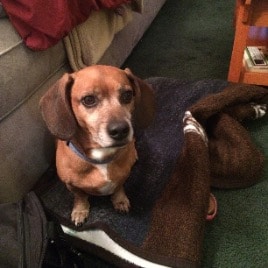 Marley Weiner- Wylington