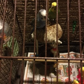 Tiki the Parakeet