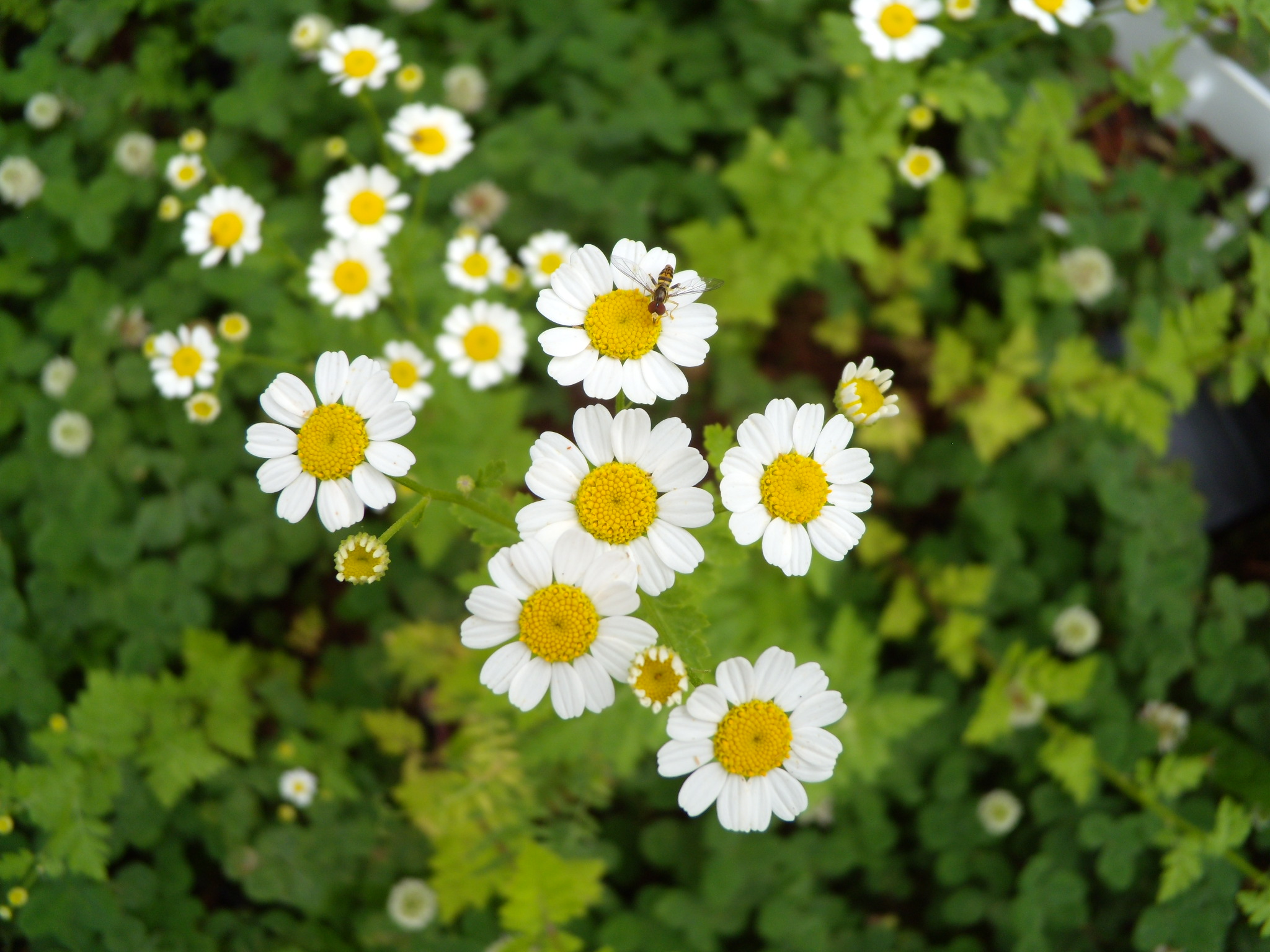 Feverfew Essential Oil Healing Essence of Light