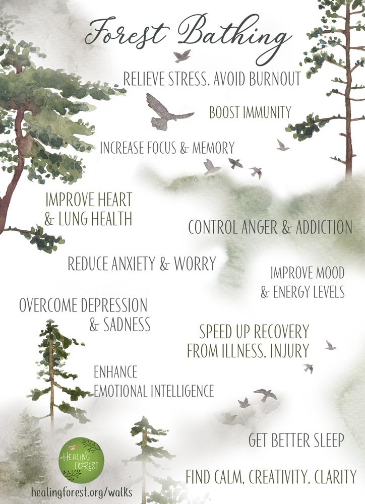 Forest Bathing What, How, Where? A beginner’s guide Healing Forest