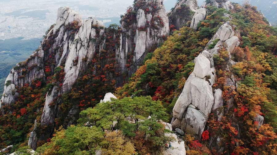 Forest Bathing Secrets from South Korea Healing Forest