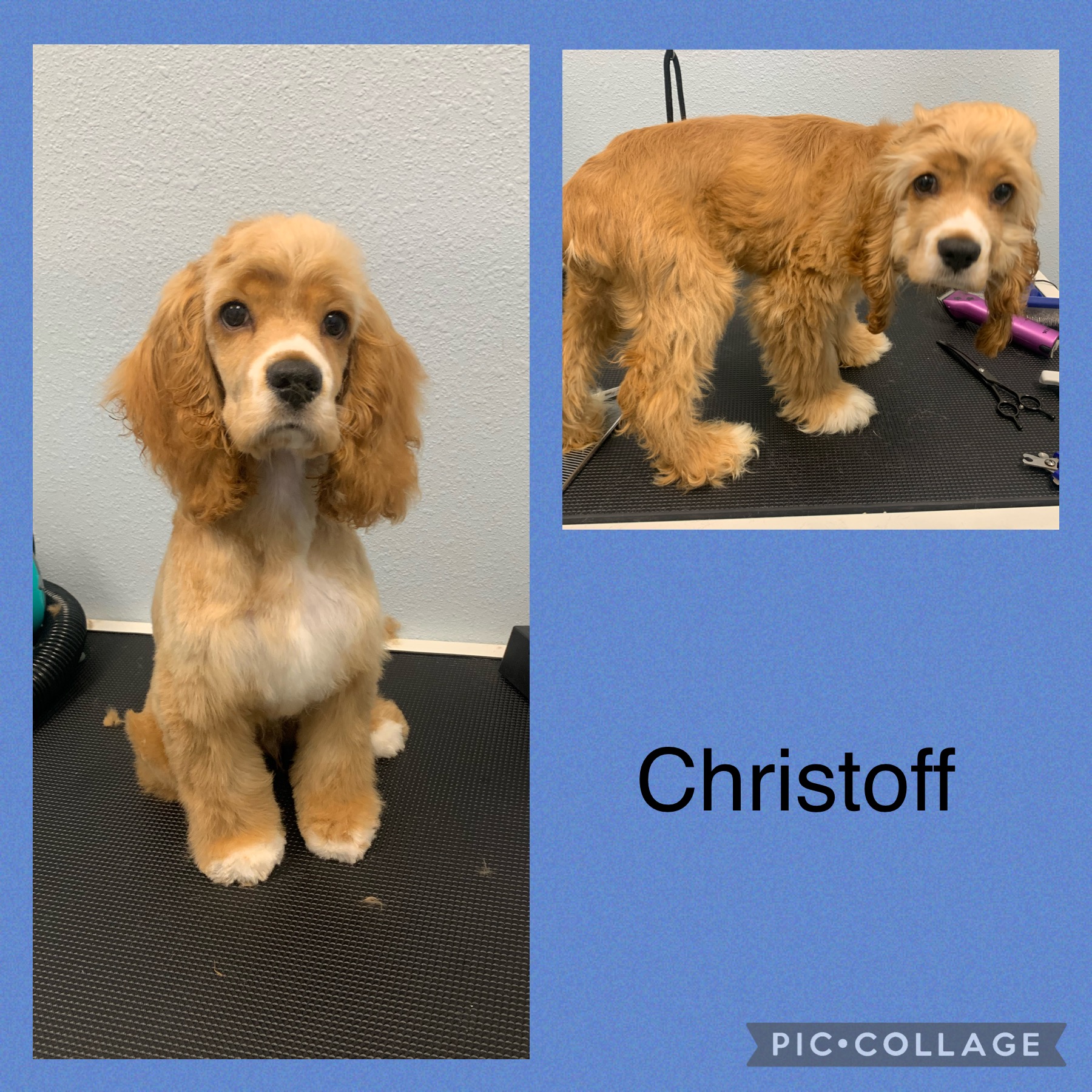 Pet Grooming In San Antonio, TX Healing Hands Veterinary Hospital