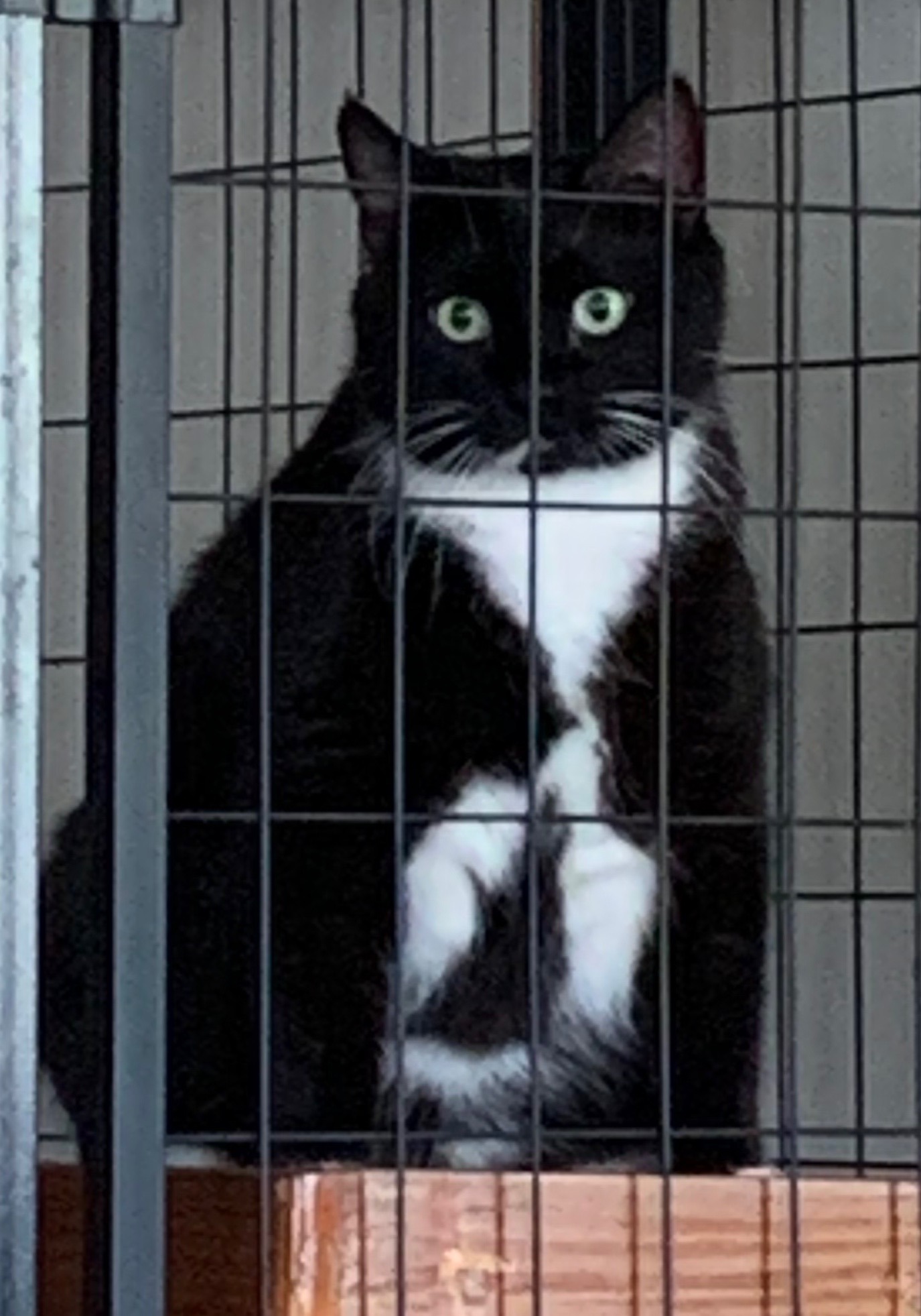 Buddy the CatPart 2 Lessons Learned Healing Heart Issues