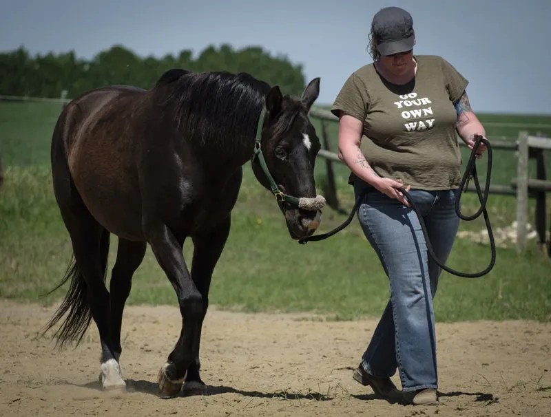 Q6 Equine Therapy What’s the Typical Cost and Time to Certify