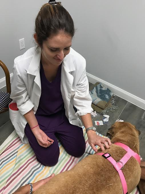 Holistic vet care for your dog or cat Healing Paws Center
