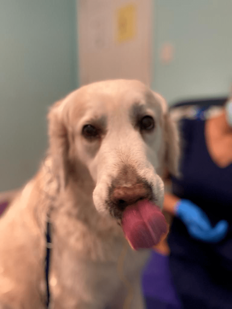 Can Laryngeal Paralysis Kill A Dog