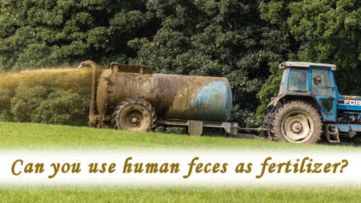 Do Plants Absorb Poop? Healing Picks