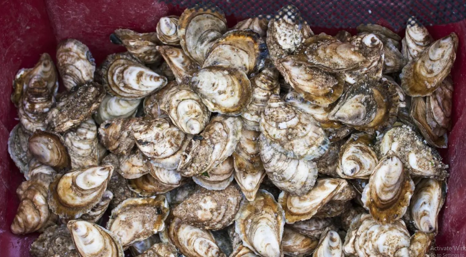 How Many Oysters in a Bushell? Healing Picks