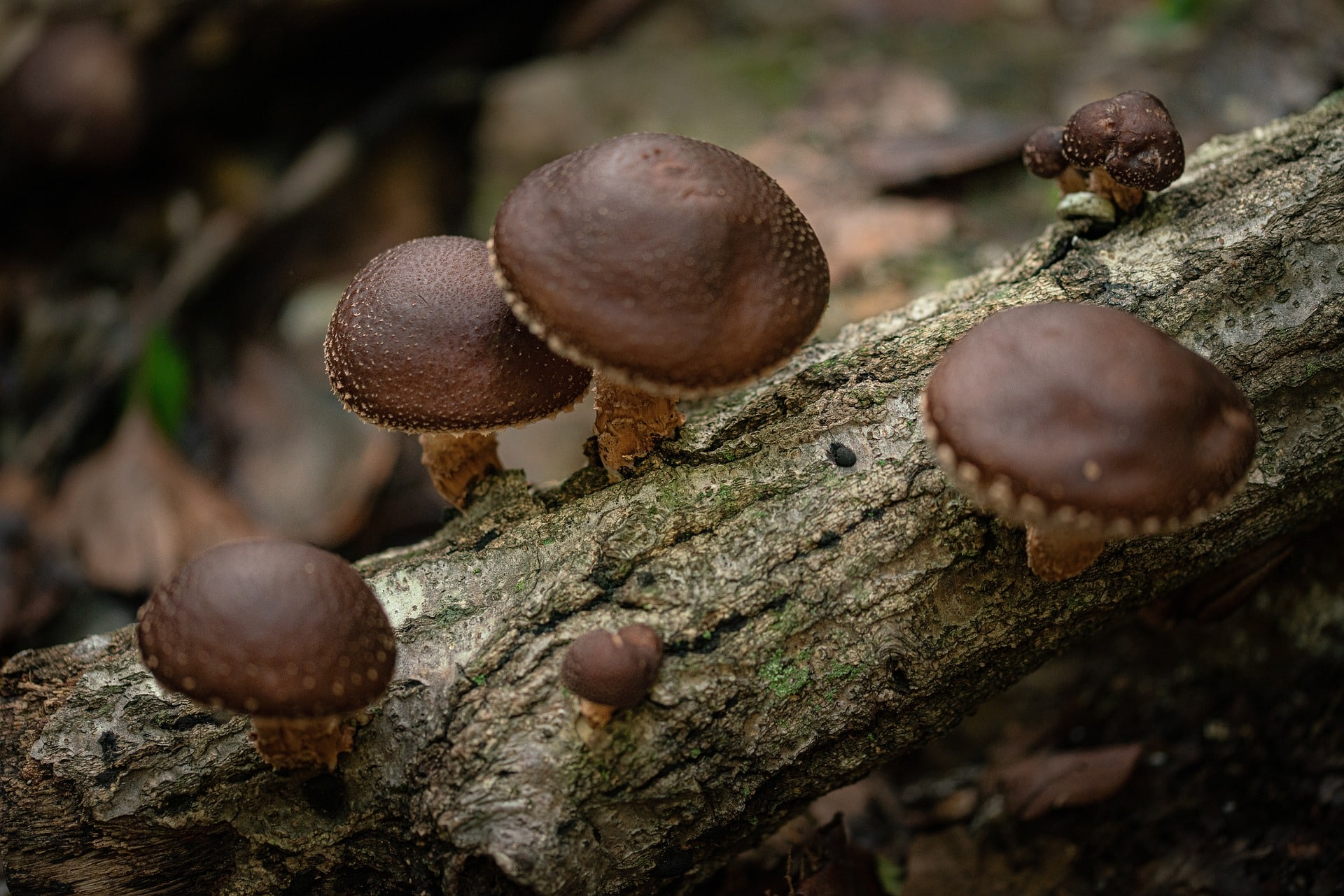 Does Shiitake Mushroom Cause Diarrhea? Health By Mushrooms
