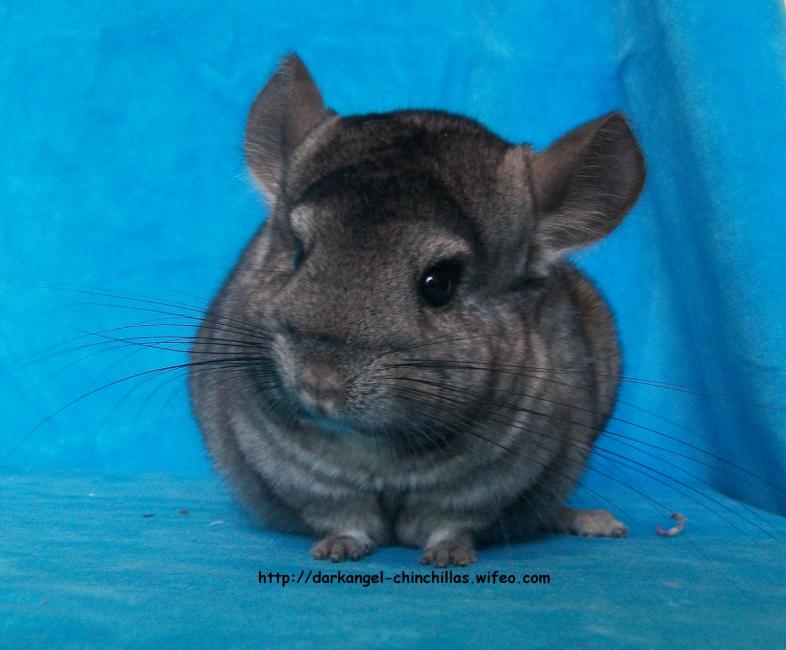 Medium Ebony Chinchilla