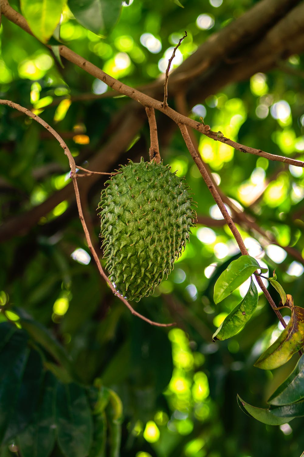 15 Health Benefits of Soursop Leaves Natural Health