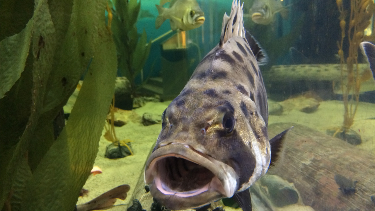 Raising, Researching, and Releasing a Baby Giant Sea Bass Heal the Bay