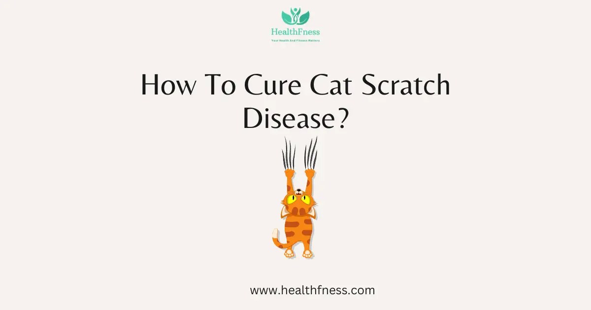 How To Cure Cat Scratch Disease? A Comprehensive Guide HealthFness