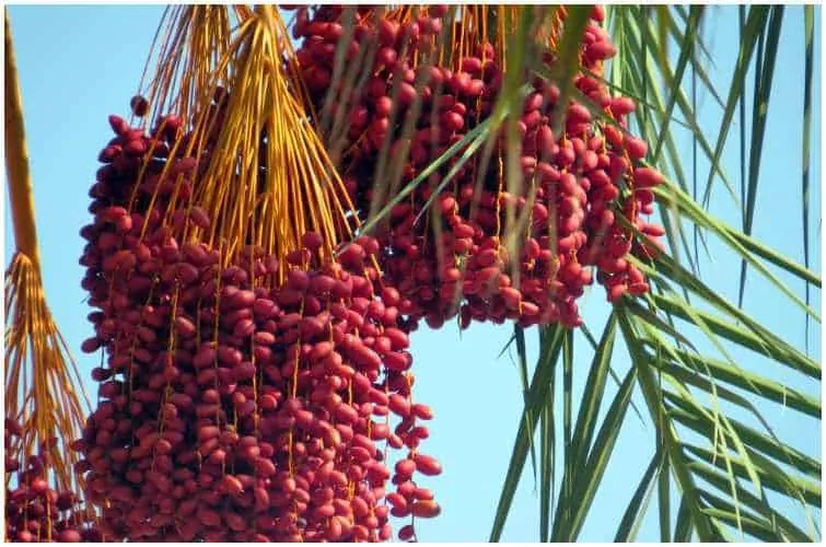 Prunes vs Dates For Constipation Nutrition Facts & Differences