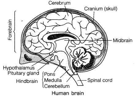 Brain diagram labeled