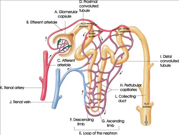 [DIAGRAM] Diagram Of Nephron - MYDIAGRAM.ONLINE
