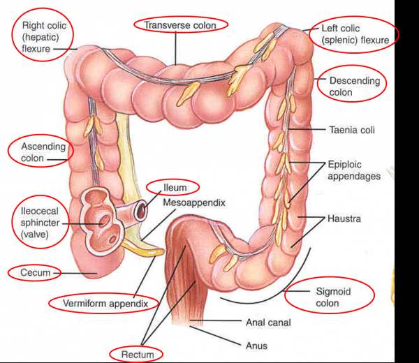 Diagram of small intestine Healthiack