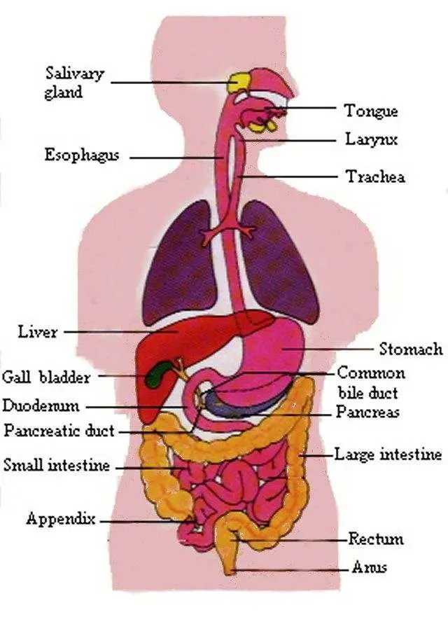 Digestive system diagram | Healthiack