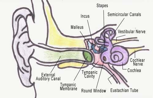 Ear diagram simple