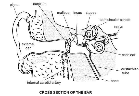 Ear diagram simple | Healthiack