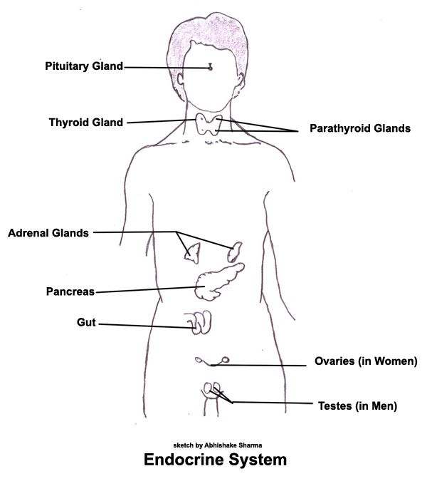 Endocrine system diagram | Healthiack