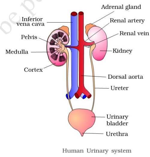 Excretory system diagram | Healthiack