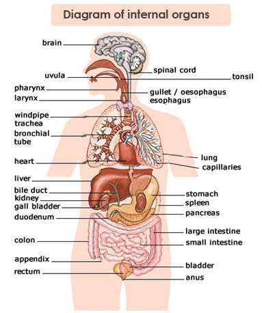 Internal organs diagram | Healthiack