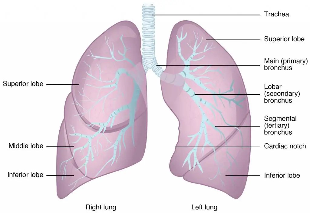 Lung diagram | Healthiack