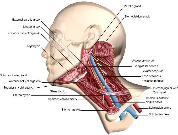 And clinical assistant in ear nose and throat, queen's medical centre, nottingham. Neck diagram