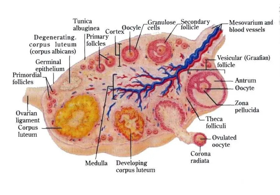 Ovary diagram
