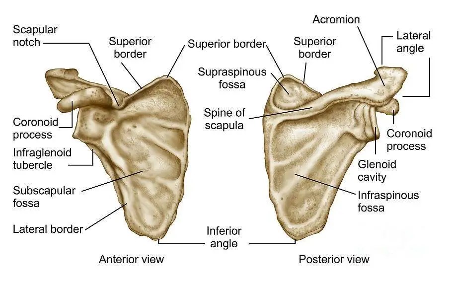 Scapula diagram