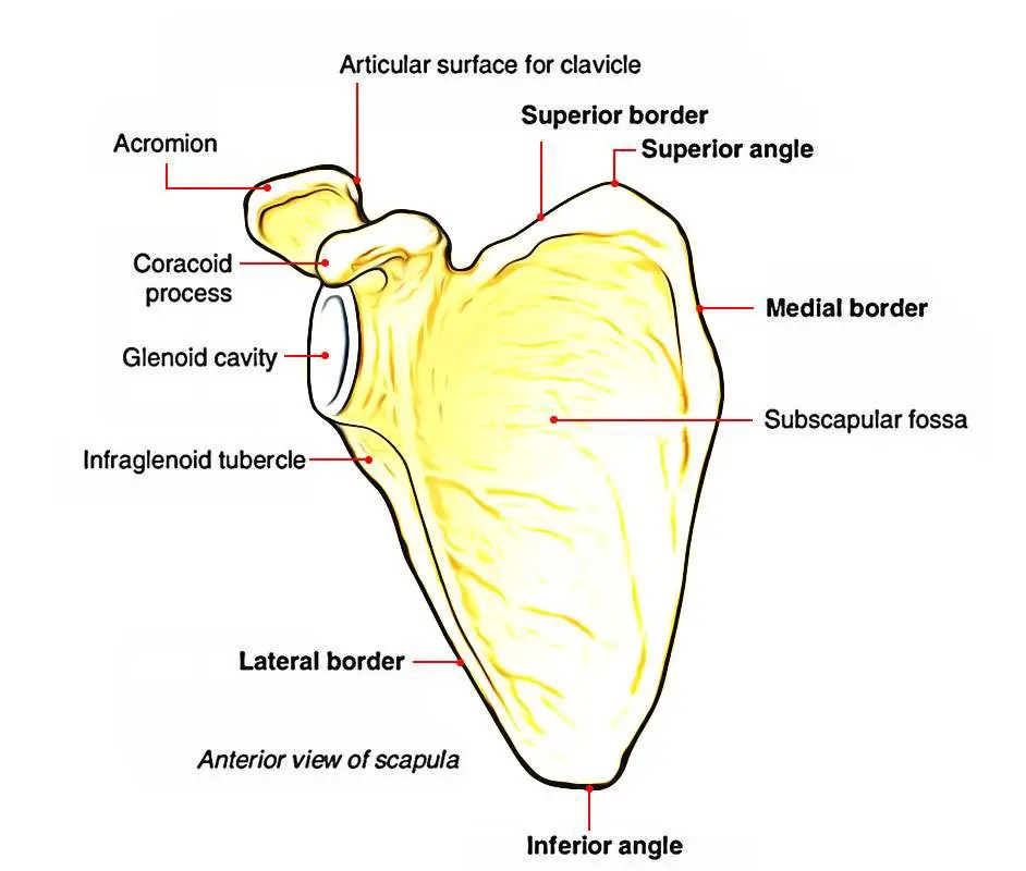 Scapula diagram