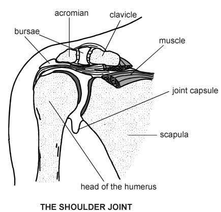 Shoulder diagram | Healthiack