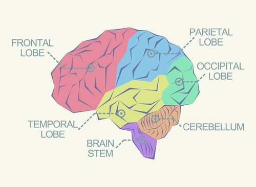 Simple brain diagram