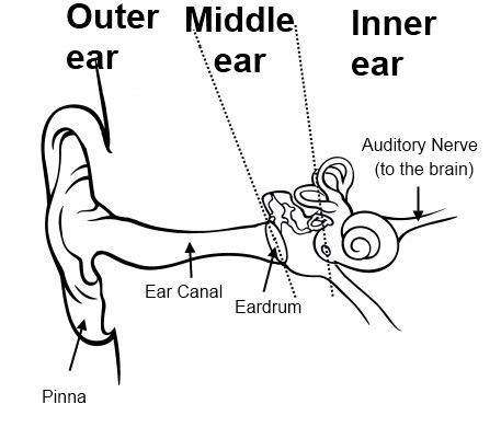 Simple ear diagram