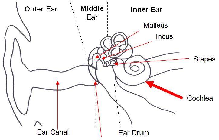 Simple ear diagram