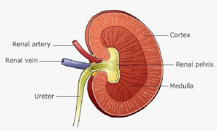 Simple kidney diagram