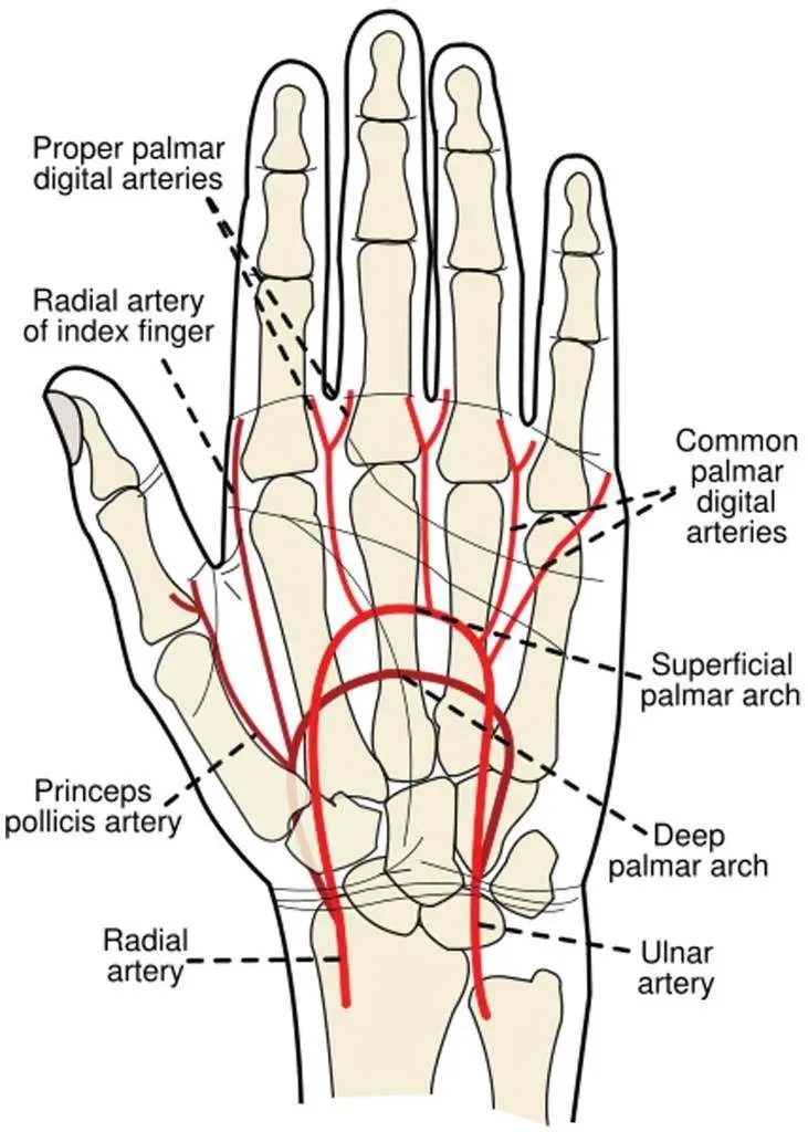 Wrist diagram | Healthiack