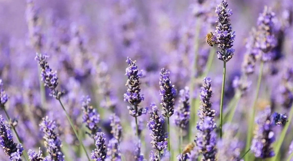 Lavender Oil For Aromatherapy Pure Essence Of Bliss!
