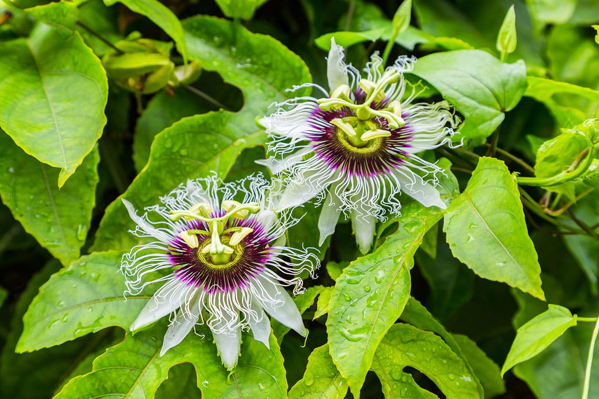 Yellow Passion Fruit Healthier Steps