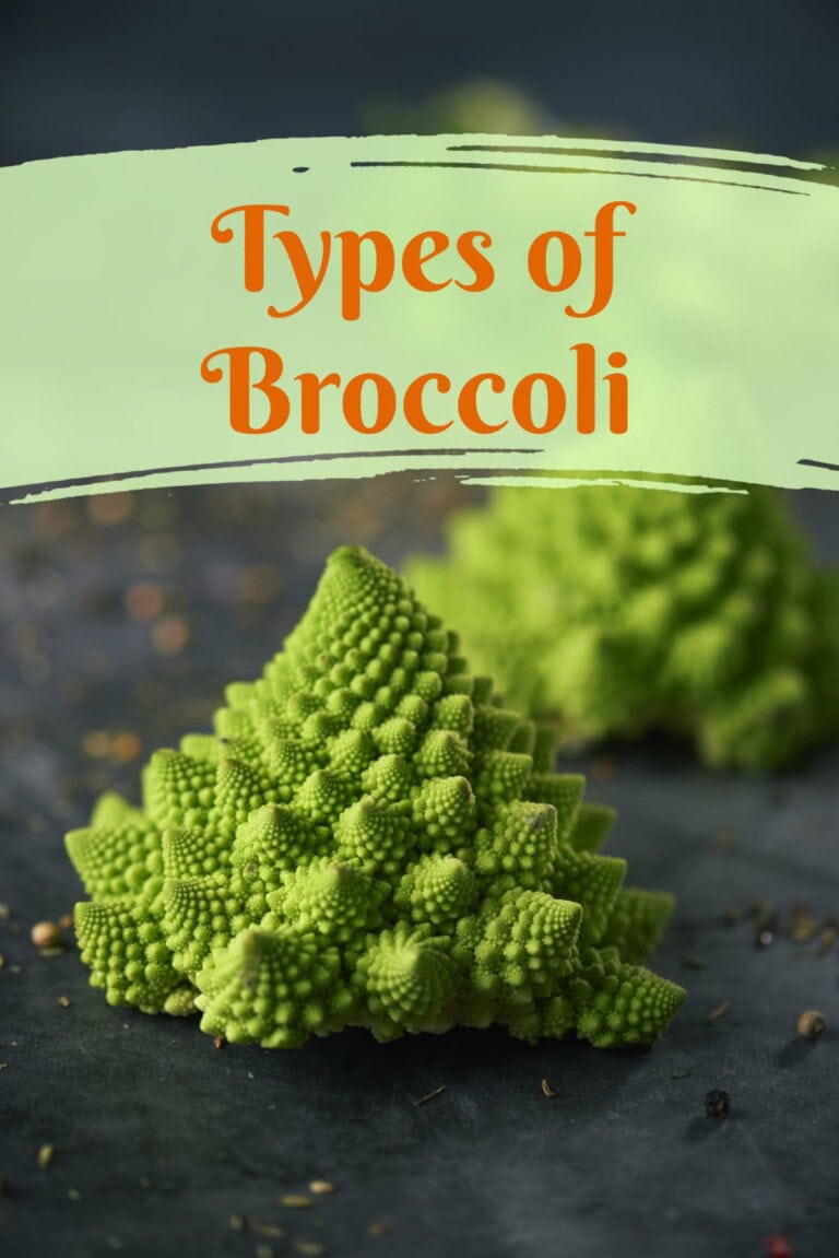 Types of Broccoli Healthier Steps