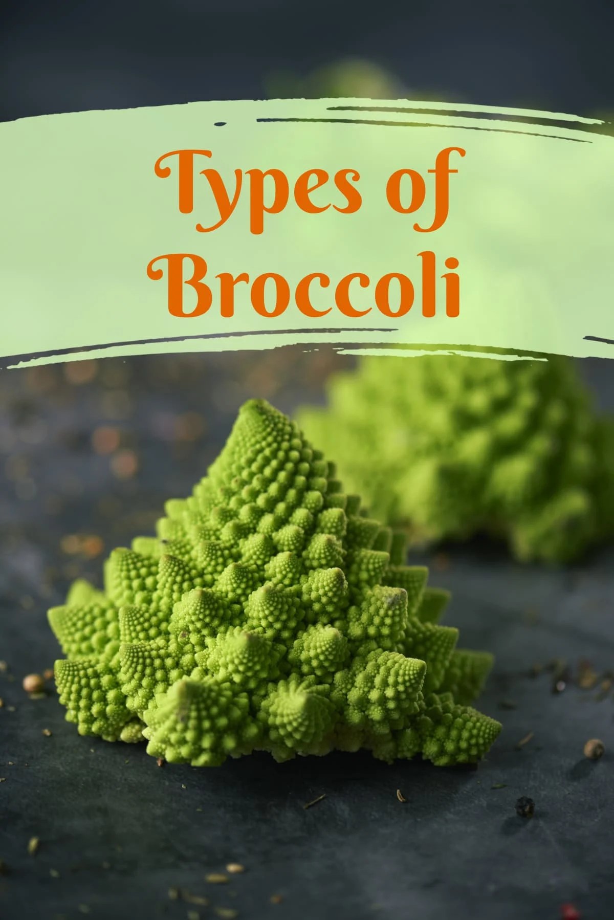 Types of Broccoli Healthier Steps