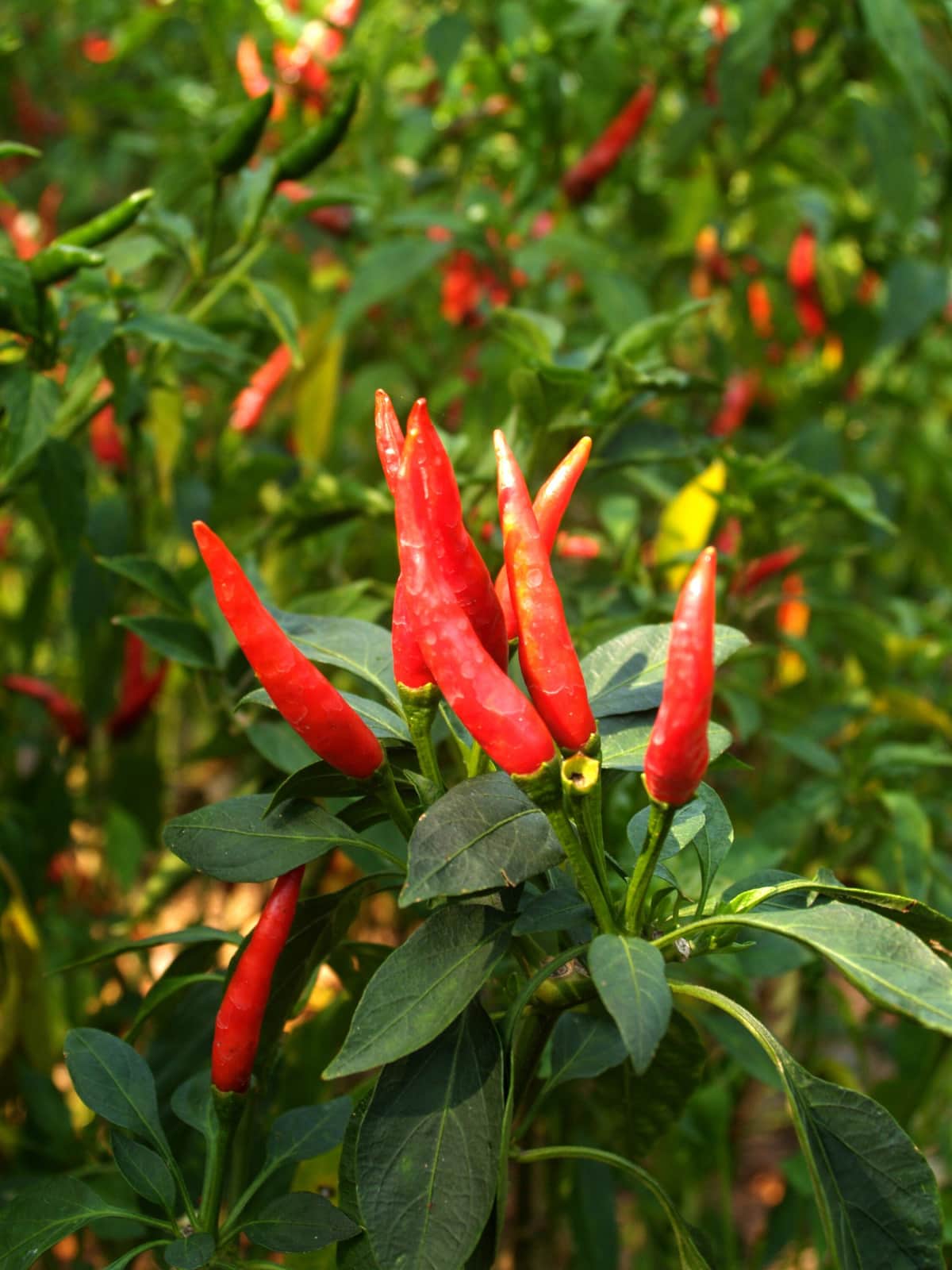 9 Incredible Benefits of Cayenne Pepper Healthier Steps