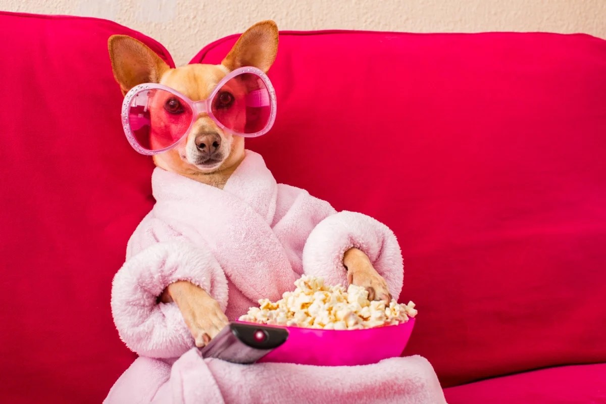 Can Dogs Eat Popcorn? Healthier Steps