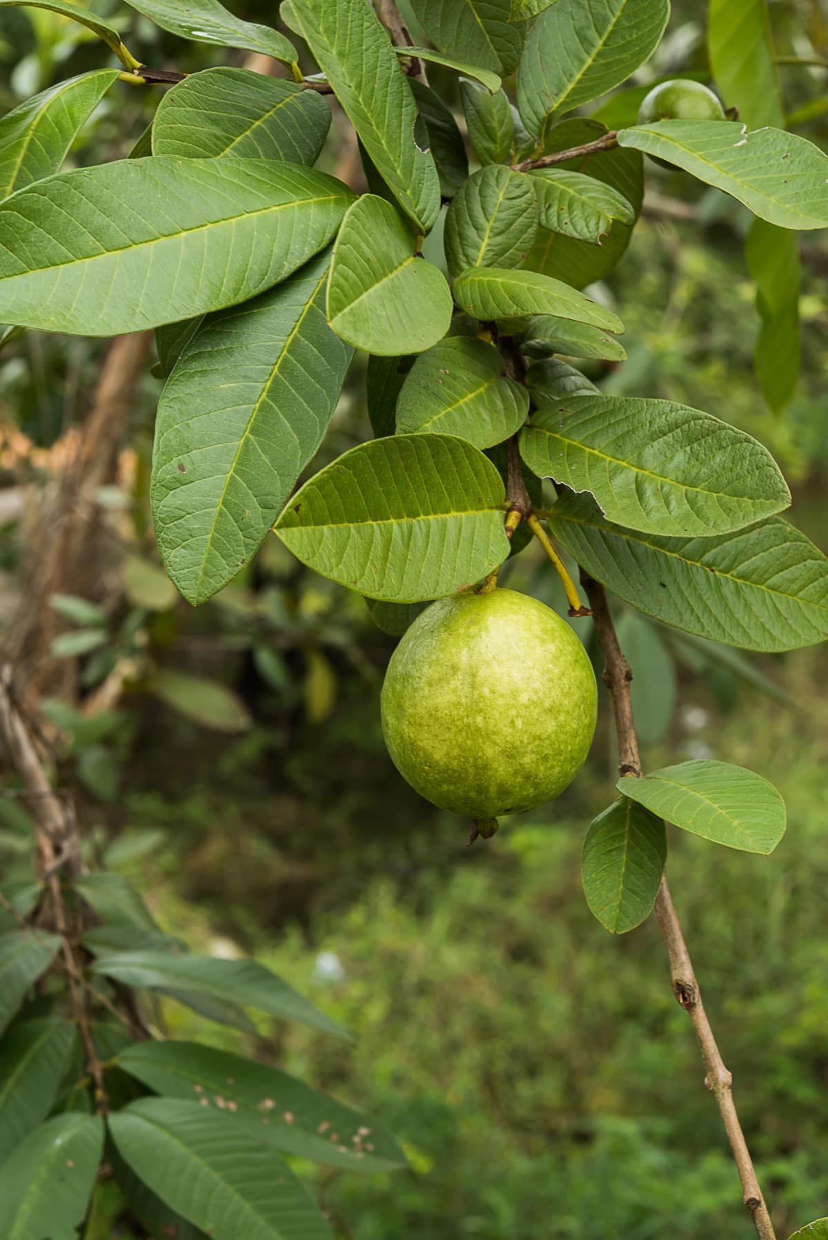 10 Health Benefits of Guava Leaves Healthier Steps